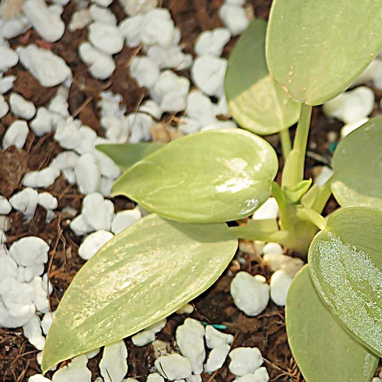 Paradise Perlite for Hydroponics &amp; Horticulture Terrace Gardening Soil Conditioner (250 GM) - mihikart.com Garden & Outdoors